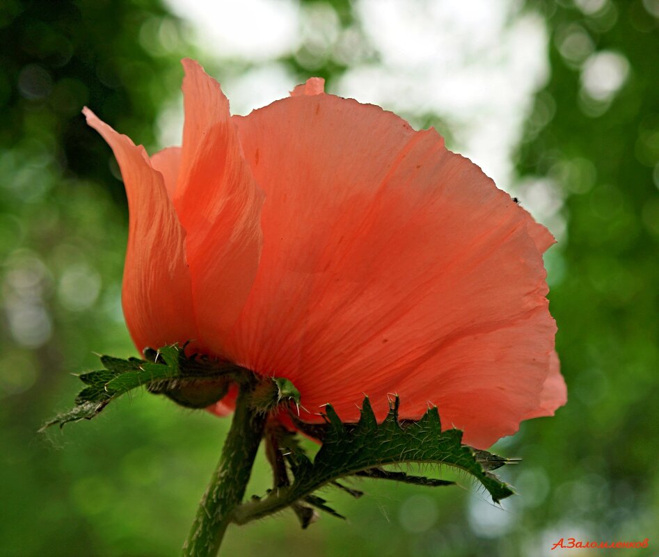 Как быстро лето пролетает... - Андрей Заломленков