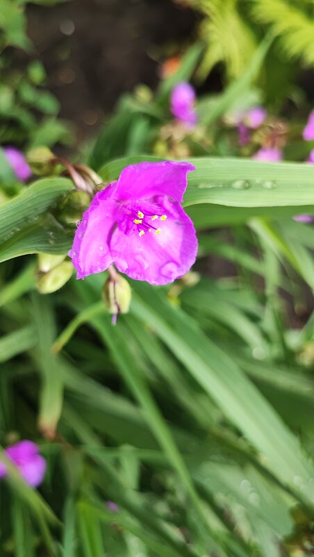 ,,, - Сергей Тимоновский