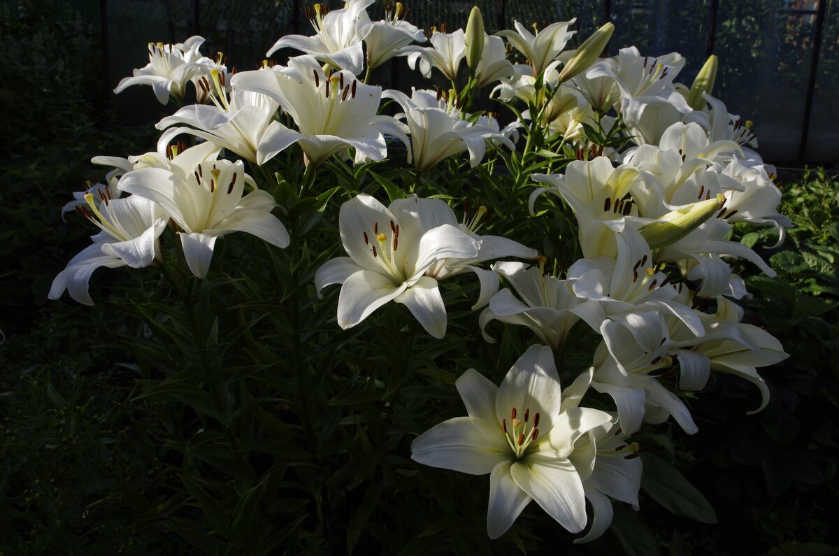 Белые лилии - Сергей Швечков