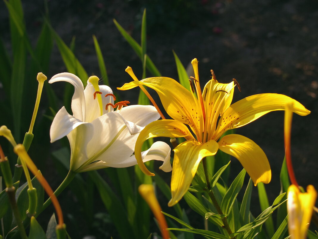Цветы распустились - Сергей Швечков