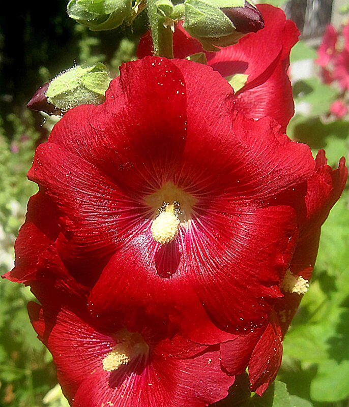 Алые мальвы - Елена Семигина