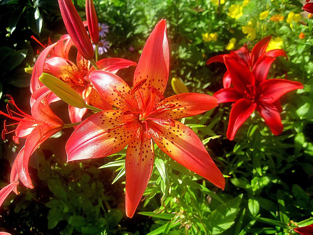 Лилии - Елена Семигина