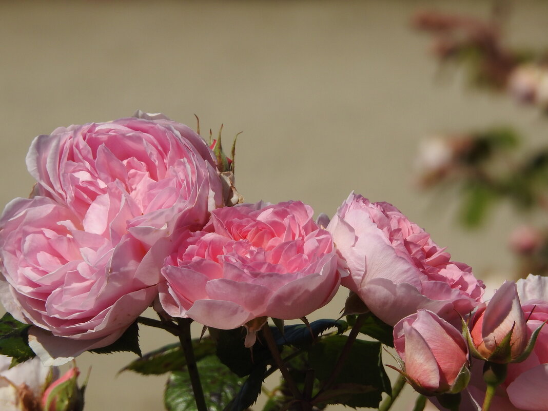 французский парк в Рундале - ИННА ПОРОХОВА французский парк в Рундале - ИННА ПОРОХОВА