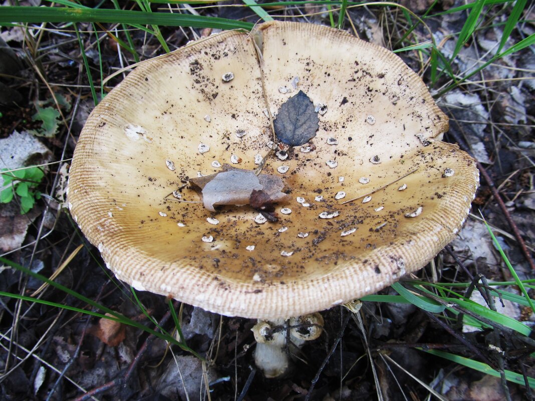 золотистый мухомор - Елена Шаламова золотистый мухомор - Елена Шаламова