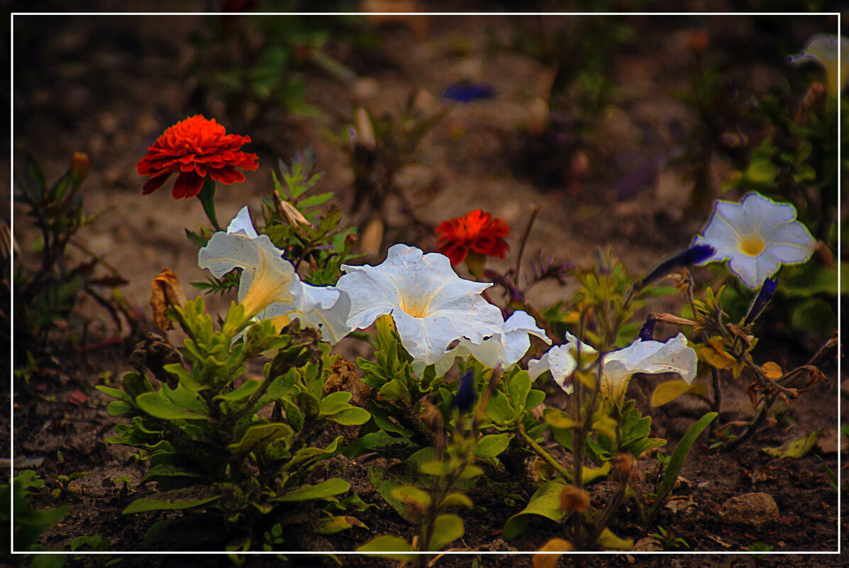 Цветочный мир - Владимир Кроливец