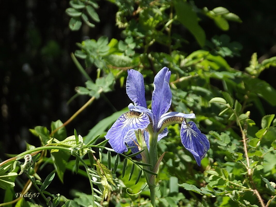 Ирис - Freddy 97