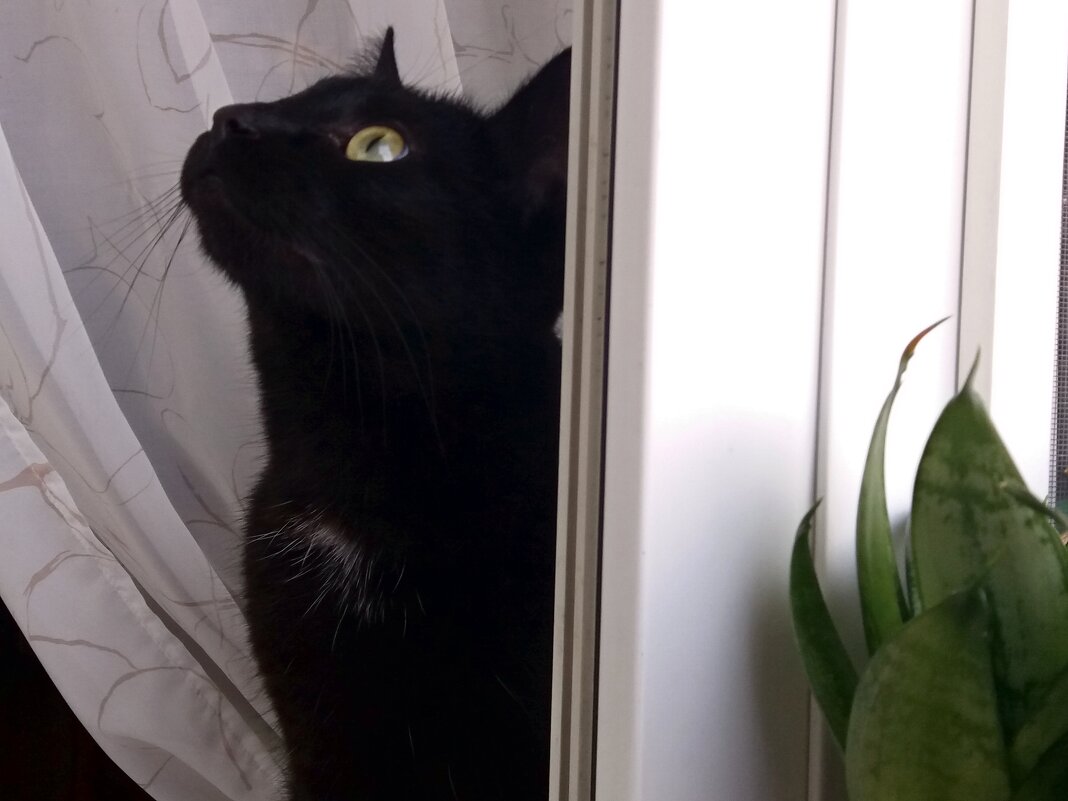 Матильда - Galina Solovova