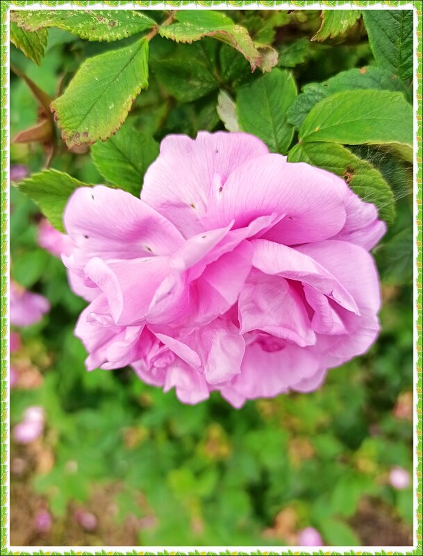 *** - Татьяна Осипова(Deni2048)