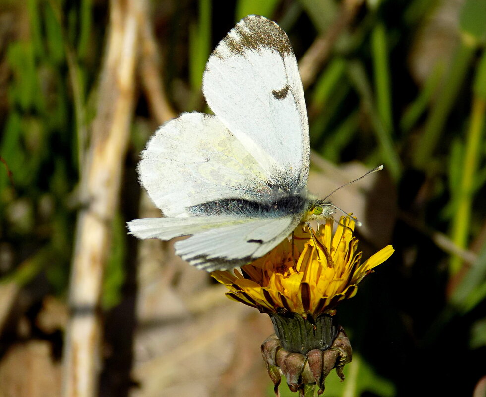 Самка зорьки обыкновенной... - Константин Штарк