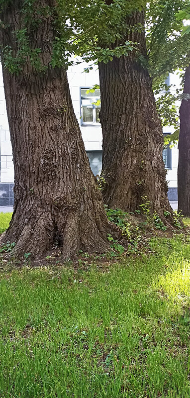 Дерева, вы мои дерева...территория больницы Святого Луки Крымского. Очень мощные стволы. - Лилия *