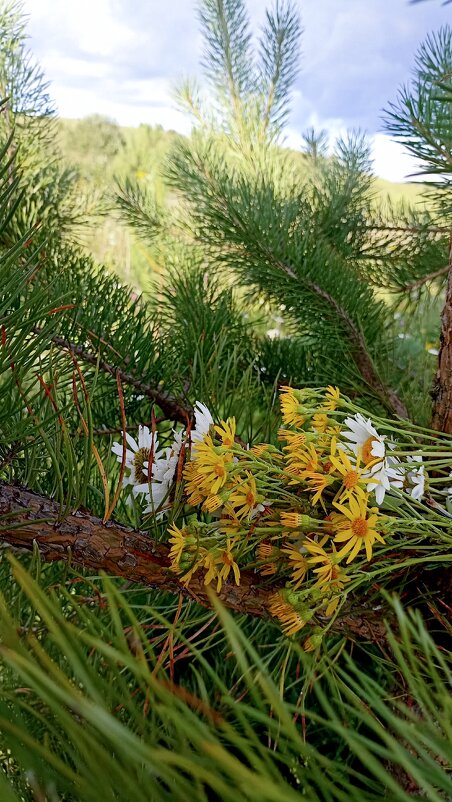 *** - Светлана Кузнецова