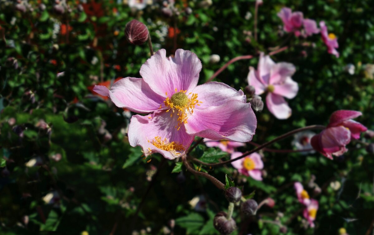 Живёт повсюду красота, Сердца нам радуя и грея,... - Галина Живёт повсюду красота, Сердца нам радуя и грея,... - Галина
