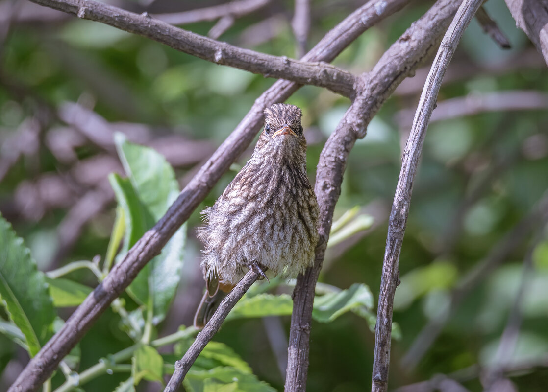 О! НИКОГДА ТАКОГО НЕ БЫЛО И ВОТ ОПЯТЬ!  ) - Володька Завитушкин