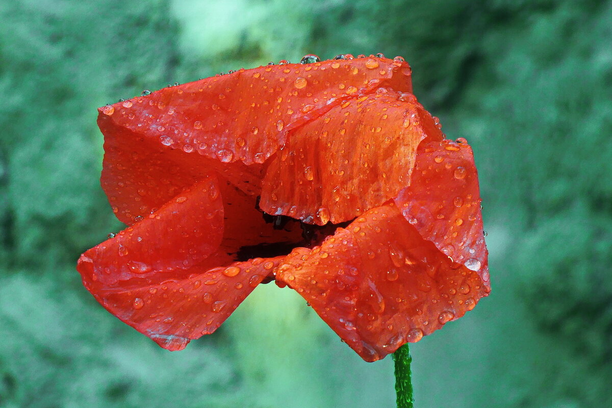 После дождя... - Владимир Шошин
