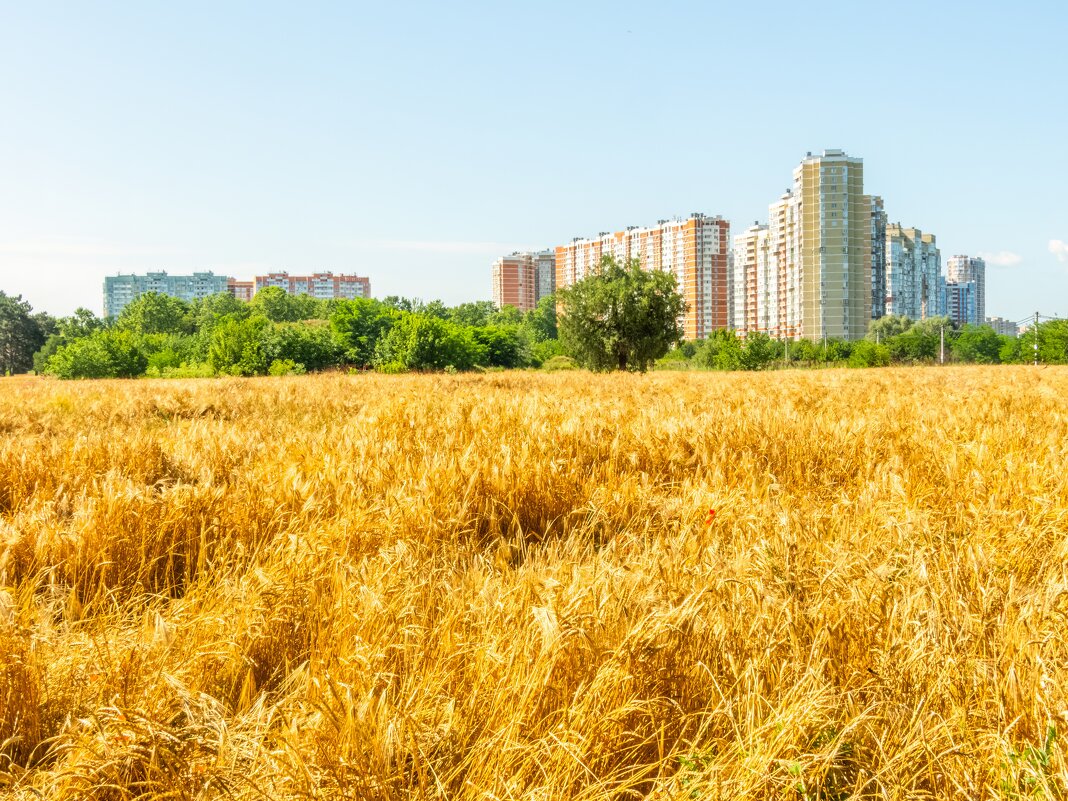 поле у окраины города - Алексей Меринов