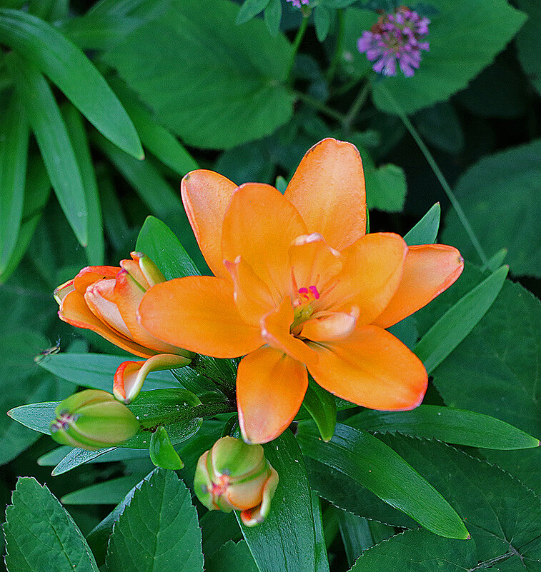 Золотая лилия - Светлана 