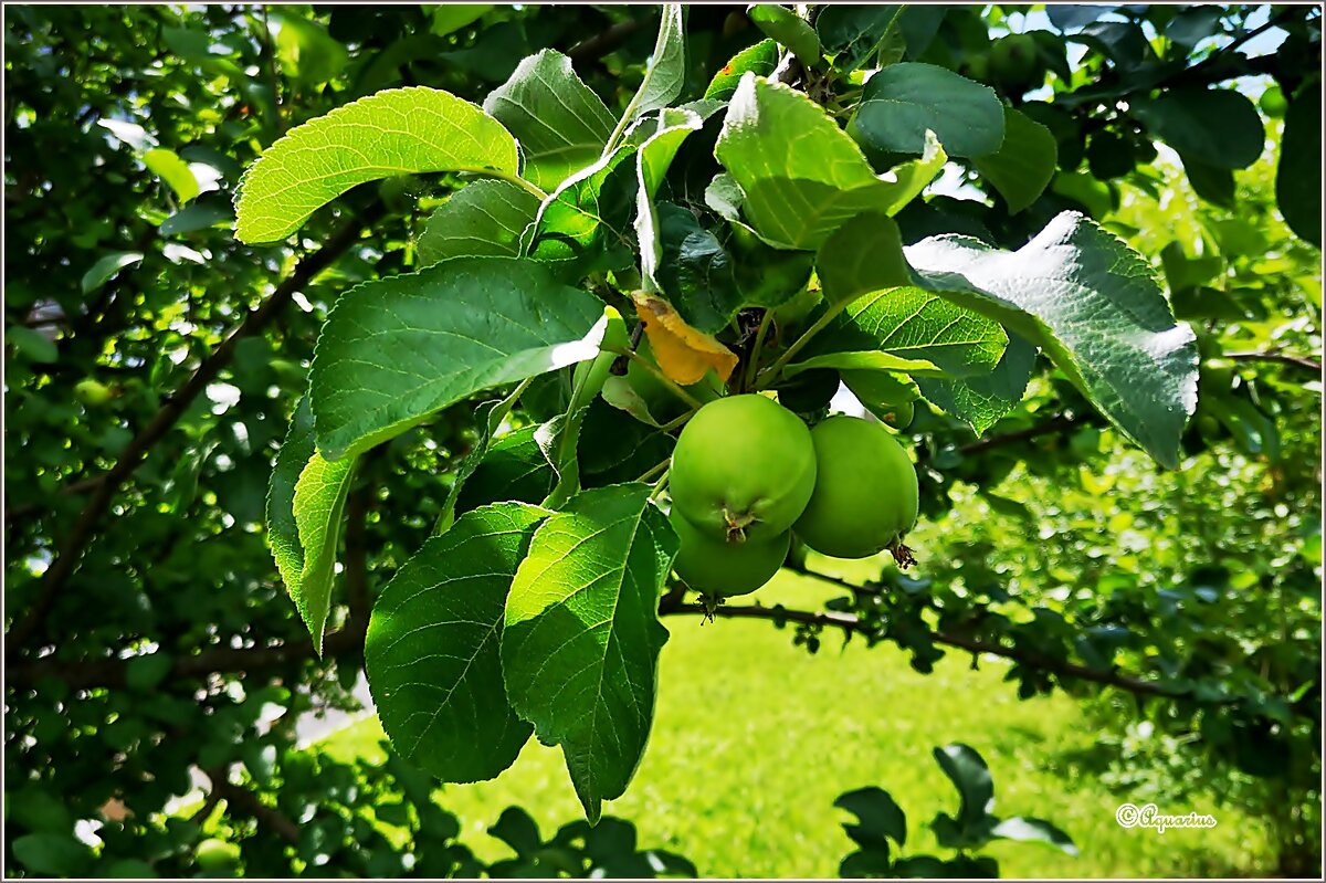 Плоды... - Aquarius - Сергей