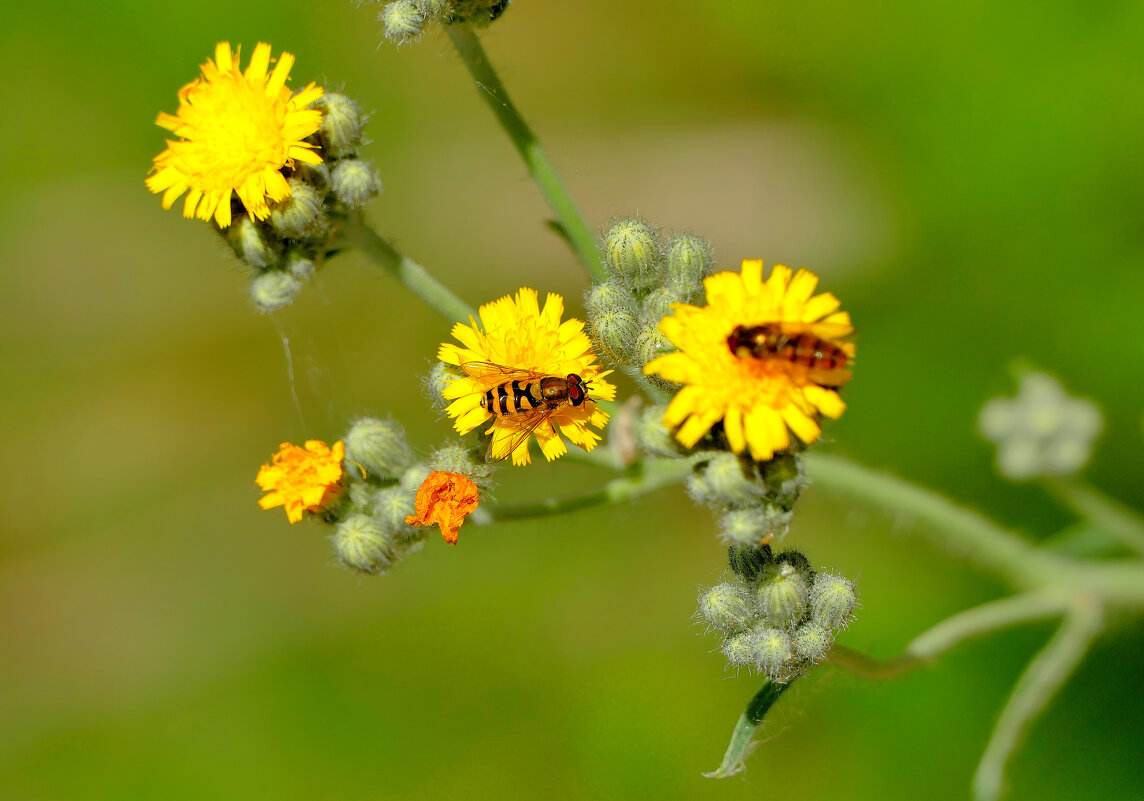 в последний день июня 13 - Александр Прокудин