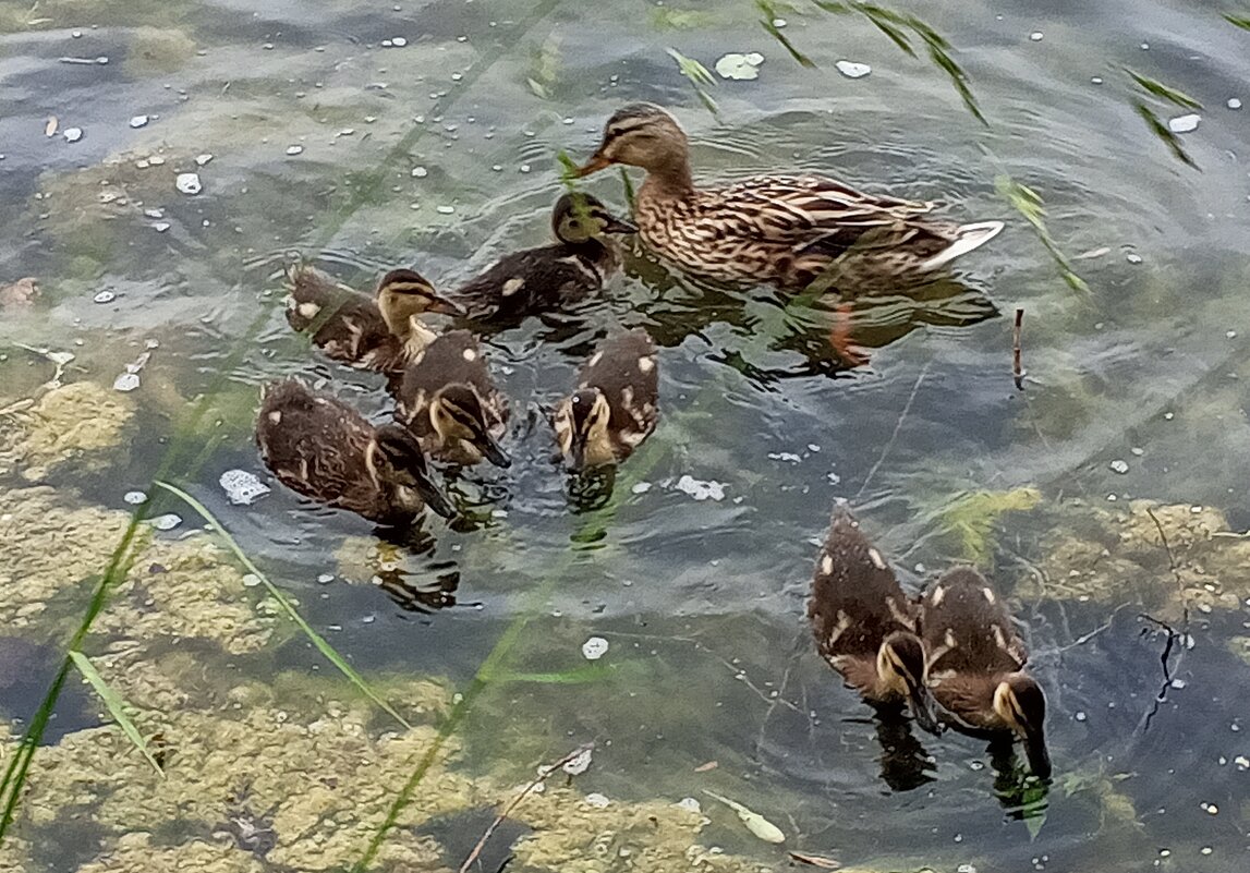 Утки - Сапсан 