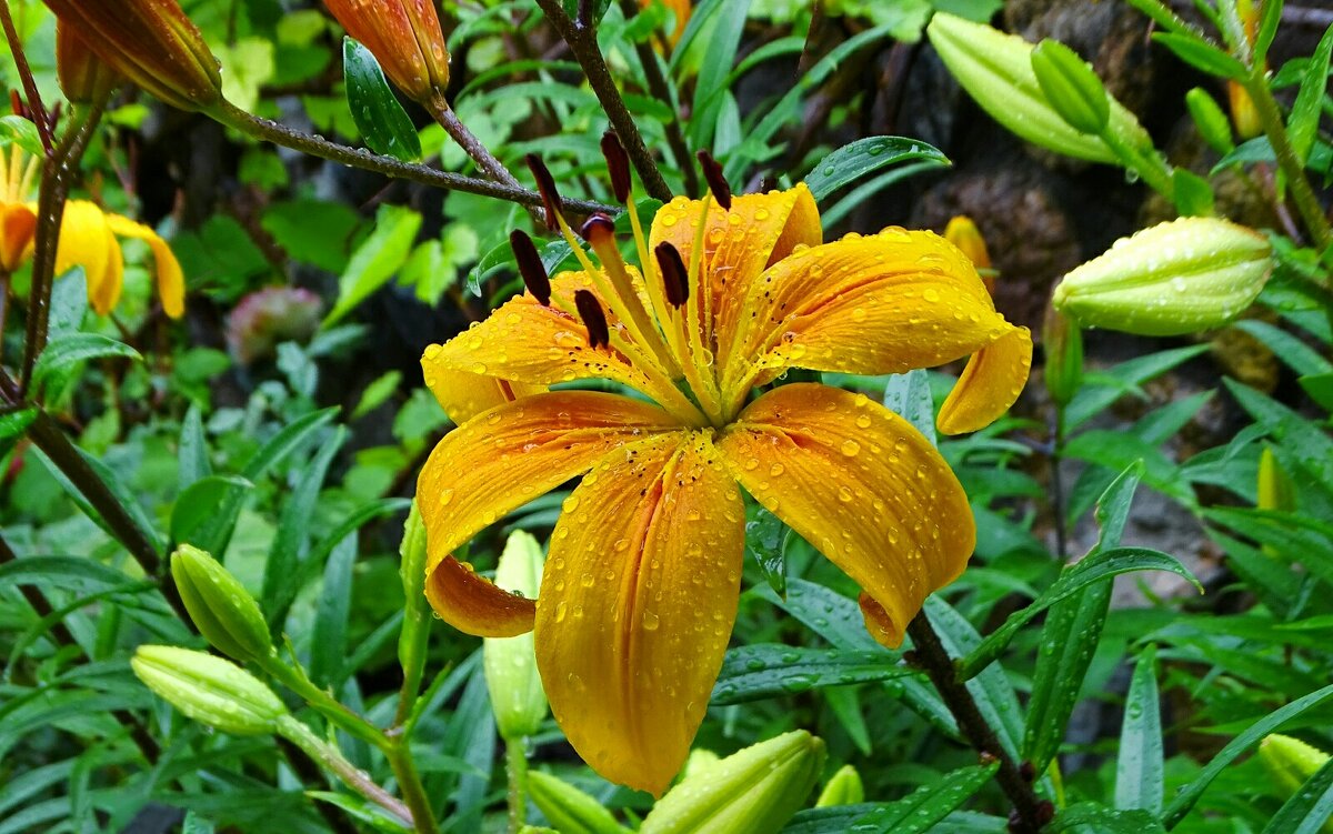 Лилия под дождём. - Милешкин Владимир Алексеевич 