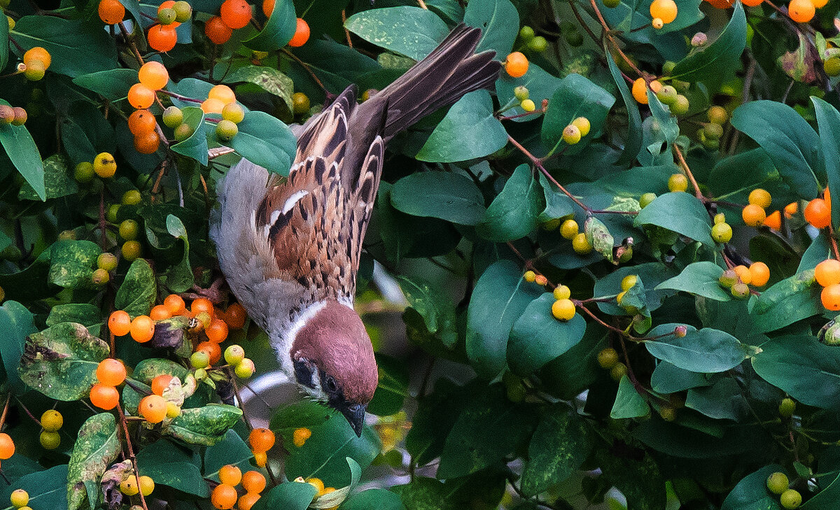Воробей и жимолость. - Владимир Безбородов