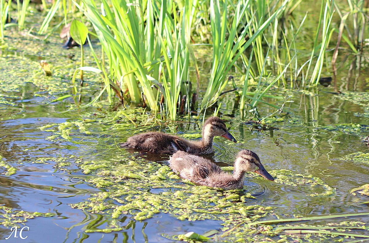 Двое из девяти - Любовь Сахарова