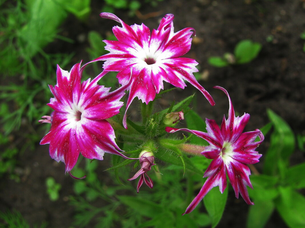 Танцуют - Людмила Смородинская