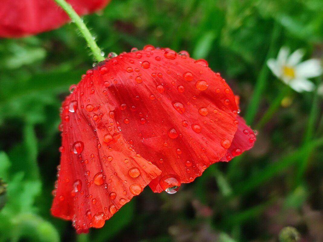 Под дождём - Валентина Богатко 