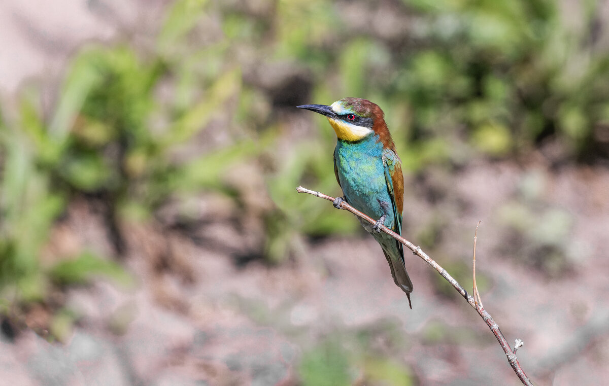 щурки. - юрий макаров