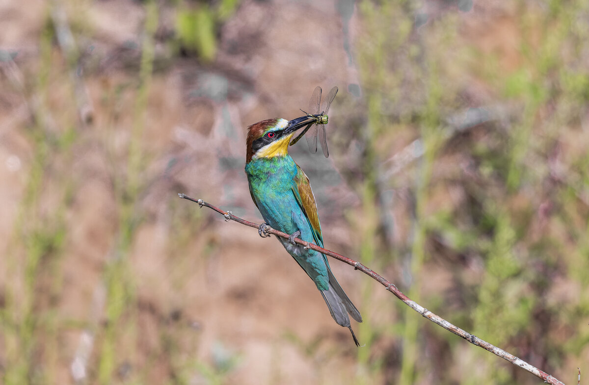 щурки. - юрий макаров
