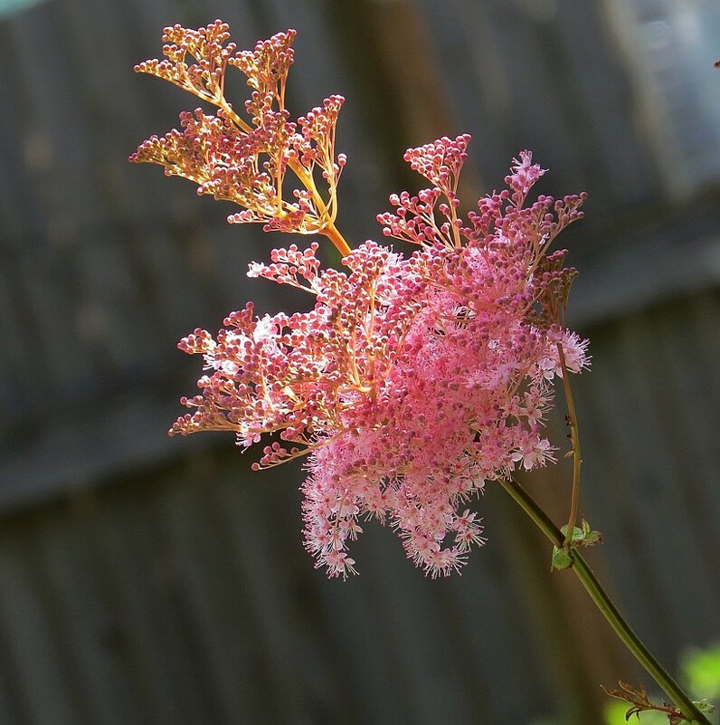 Оттенки розового )    2 - Natali 