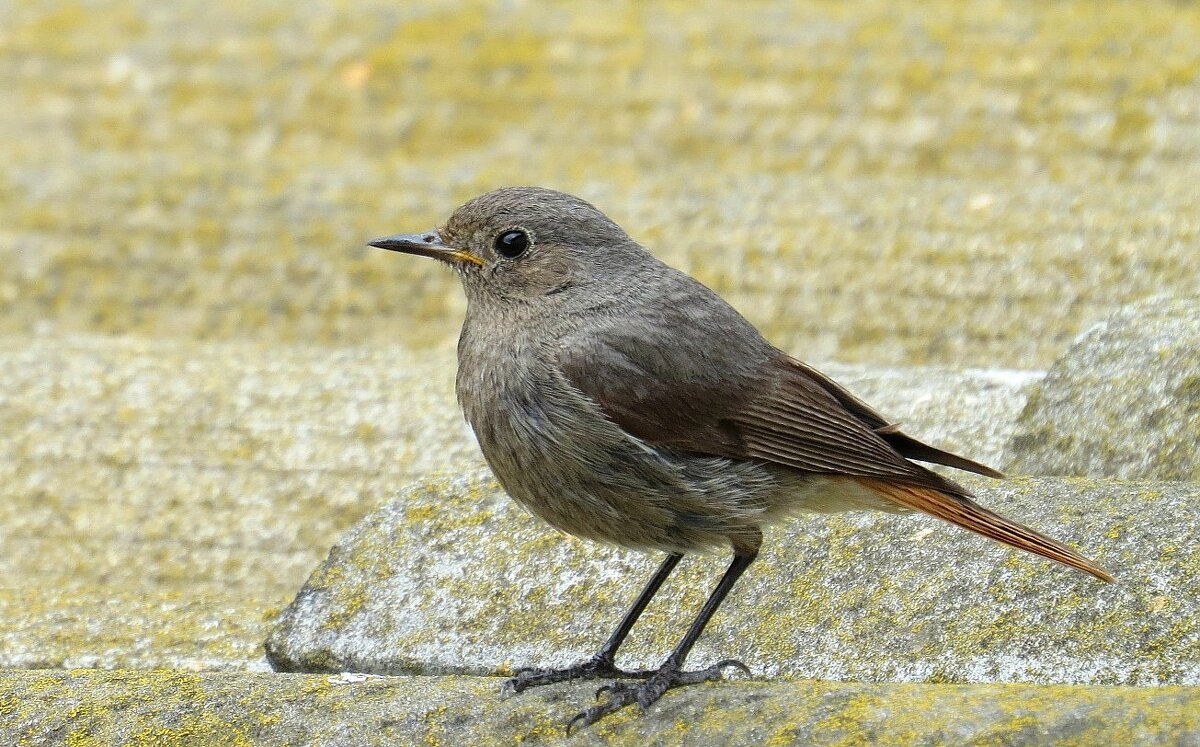 Вечерняя задумчивость ))) - Natali 
