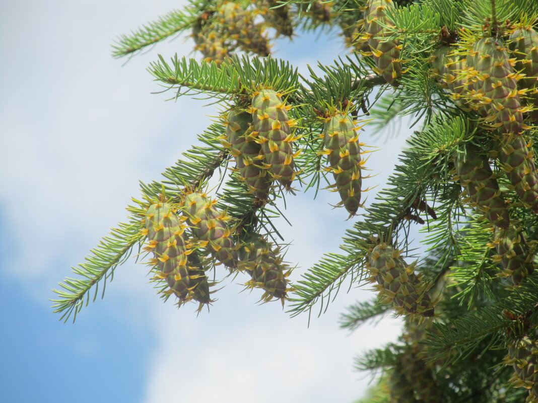июньские шишки - Елена Шаламова