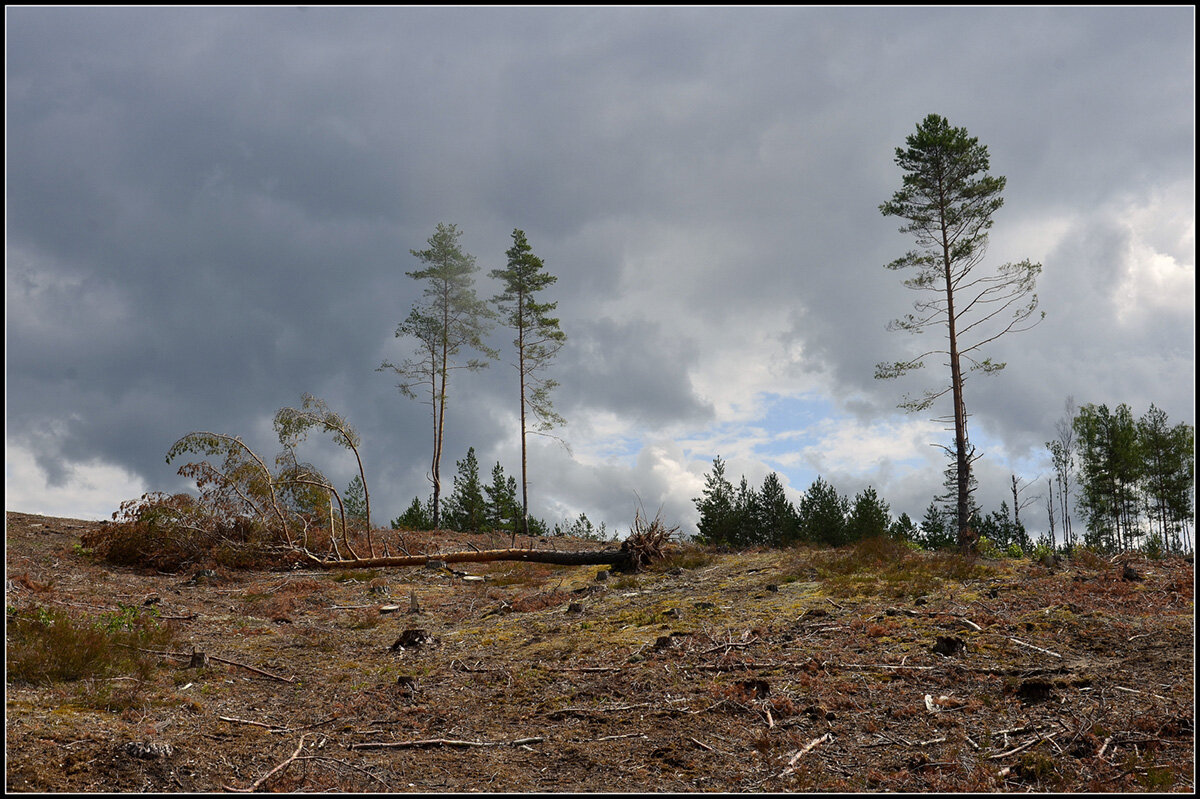 ...а был лес.. - Aleksandr Gal