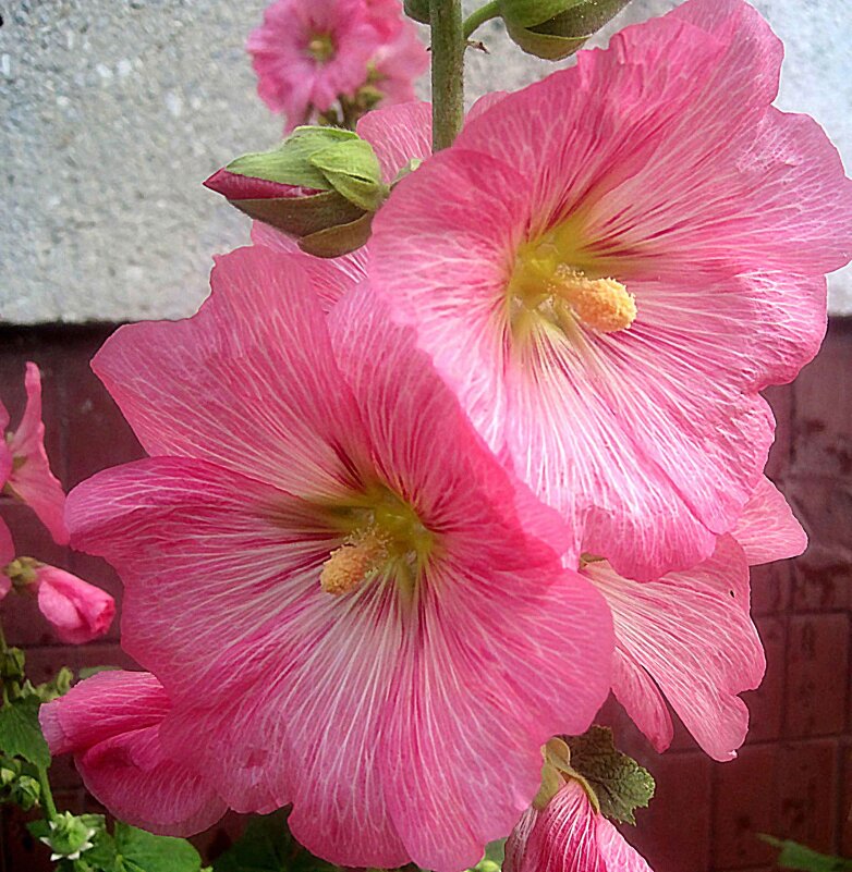 Мальвы - Елена Семигина