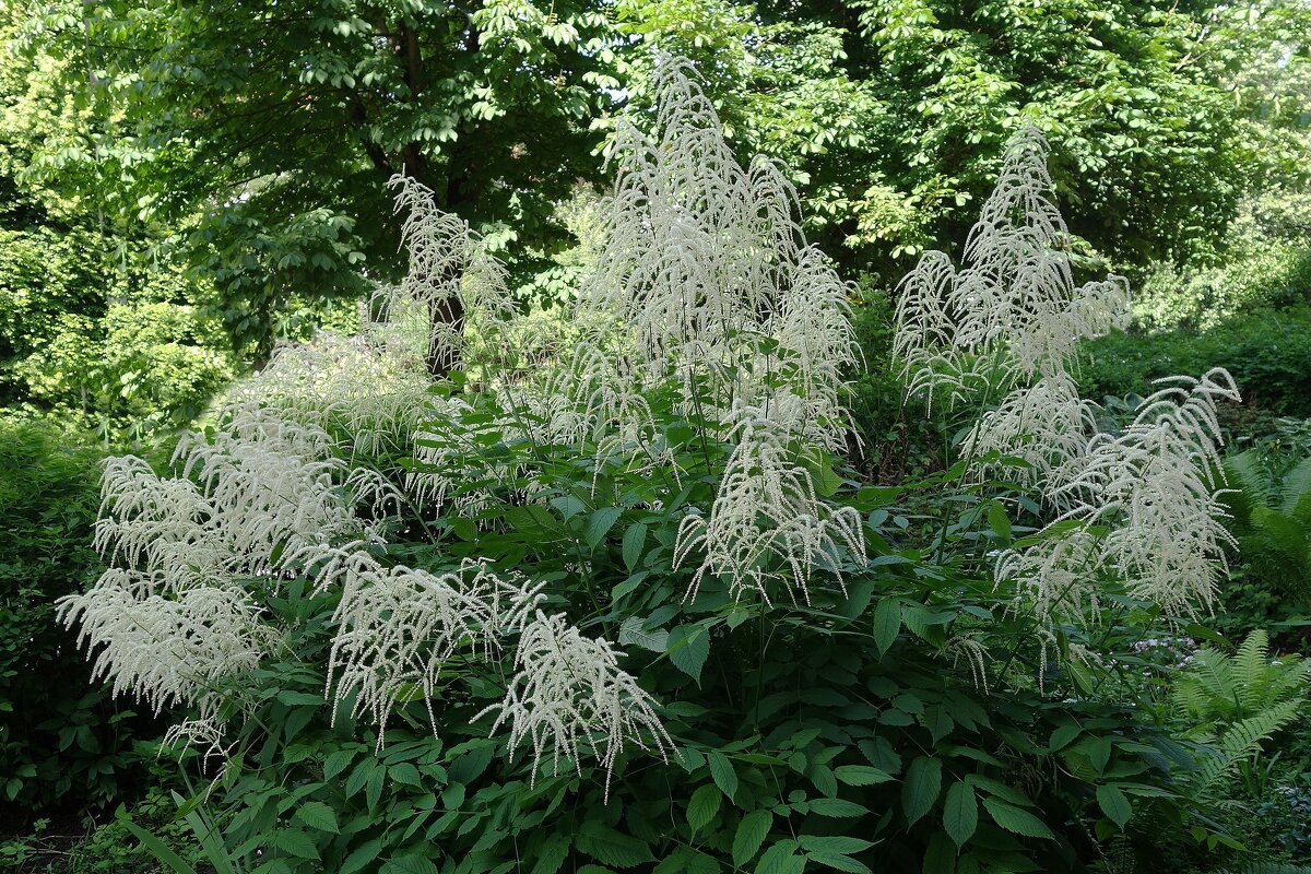 Волжанка - Рита Симонова