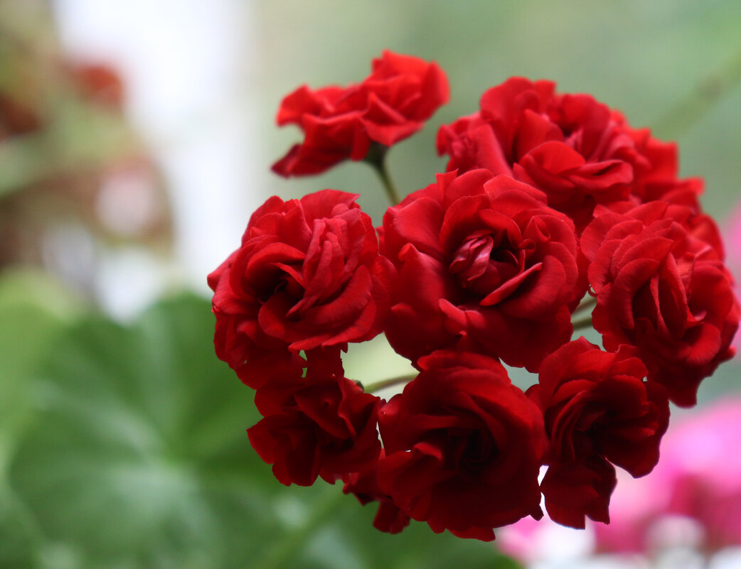 На окне герань цветет... - Наталья Лунева На окне герань цветет... - Наталья Лунева