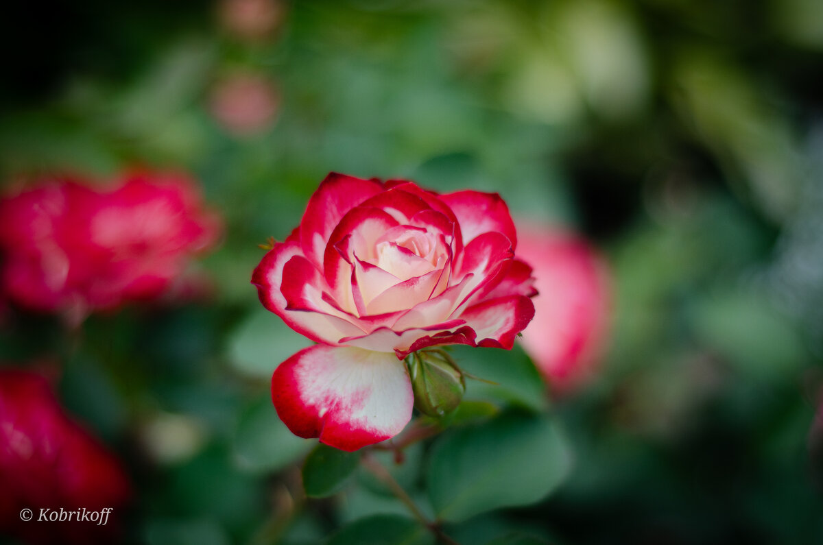 Дачные зарисовки - Андрей К Дачные зарисовки - Андрей К