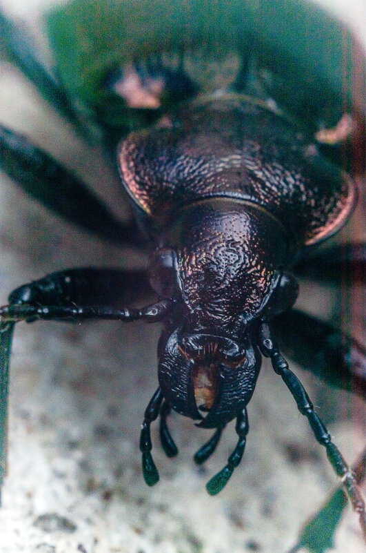 Ну, что... Страшно вам, людишки? - Андрей Щетинин