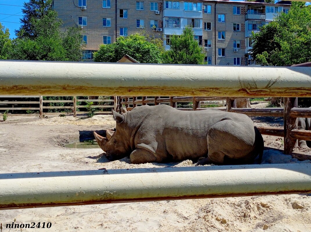 Лето в ростовском зоопарке - Нина Бутко