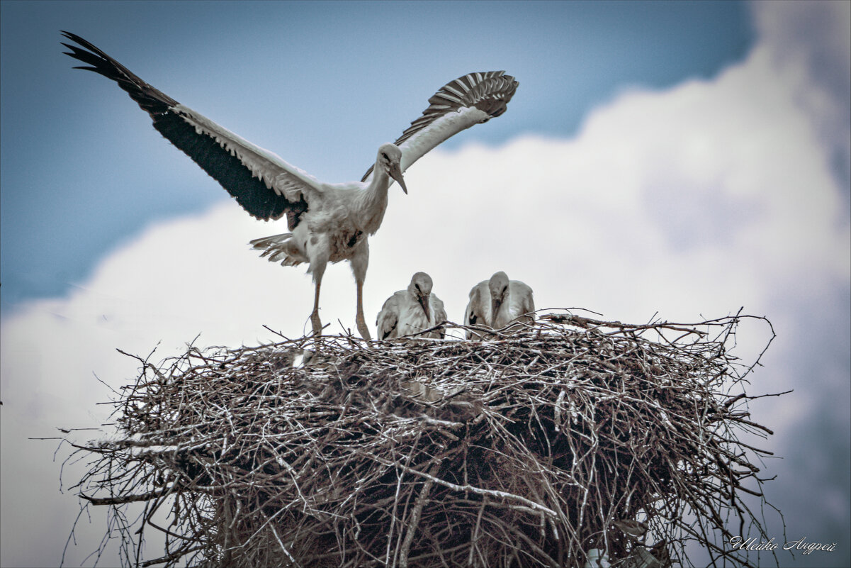 Семья аистов - Андрей Шейко Семья аистов - Андрей Шейко