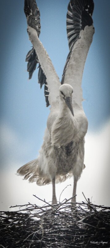 Аист - Андрей Шейко