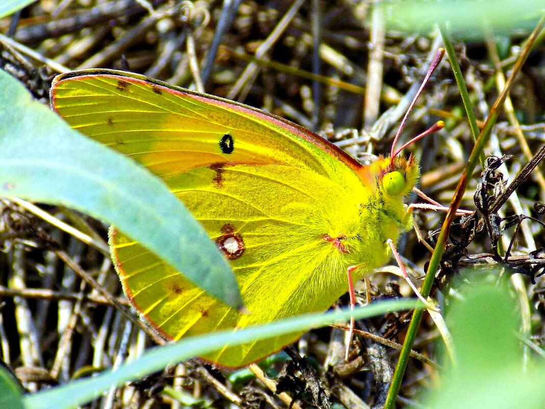 Желтушка присела отдохнуть... - Константин Штарк