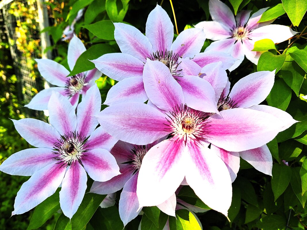 Клематисы - Наталья 