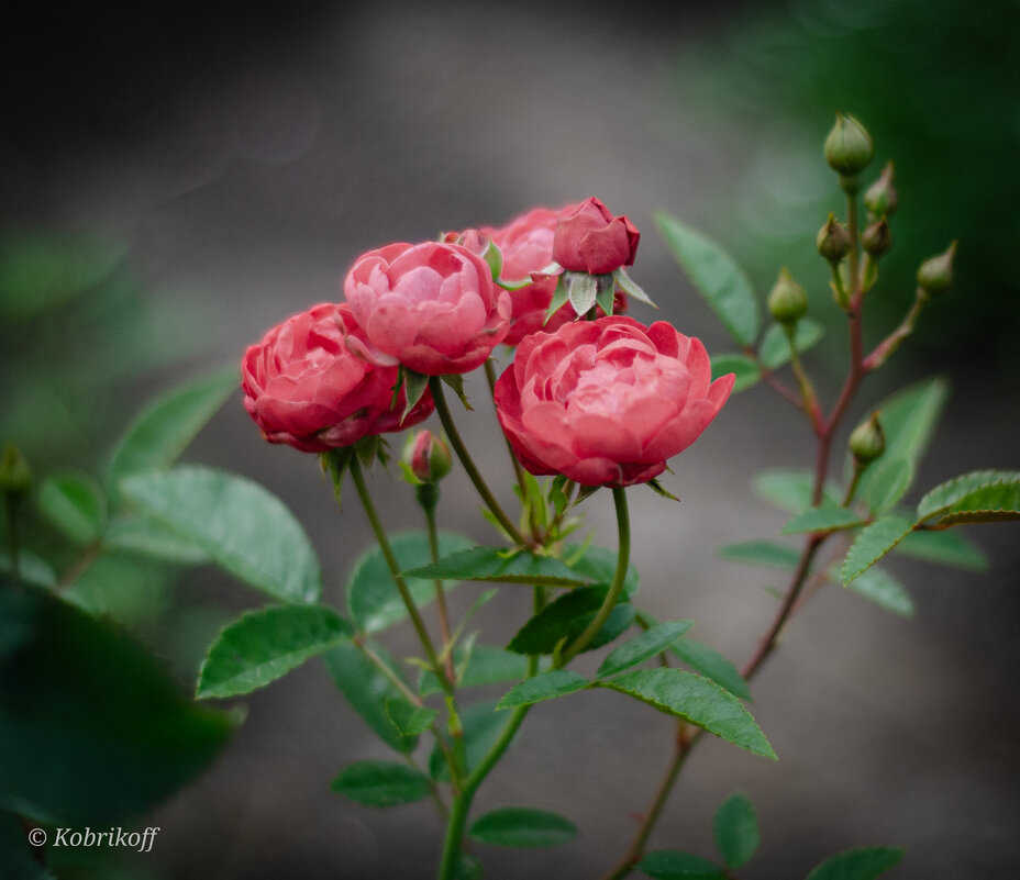 Дачные зарисовки - Андрей К
