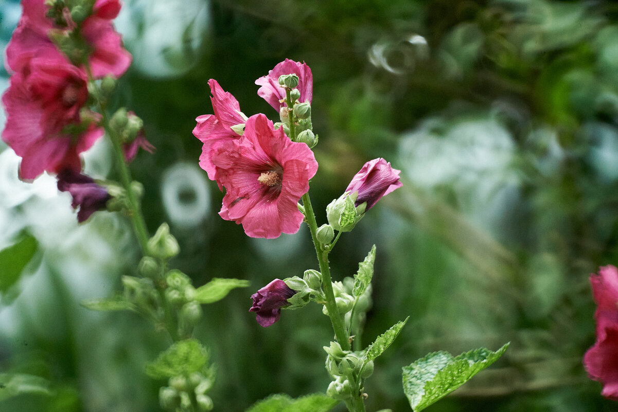 Штокроза розовая(Известна как Мальва) - Александр Леонов