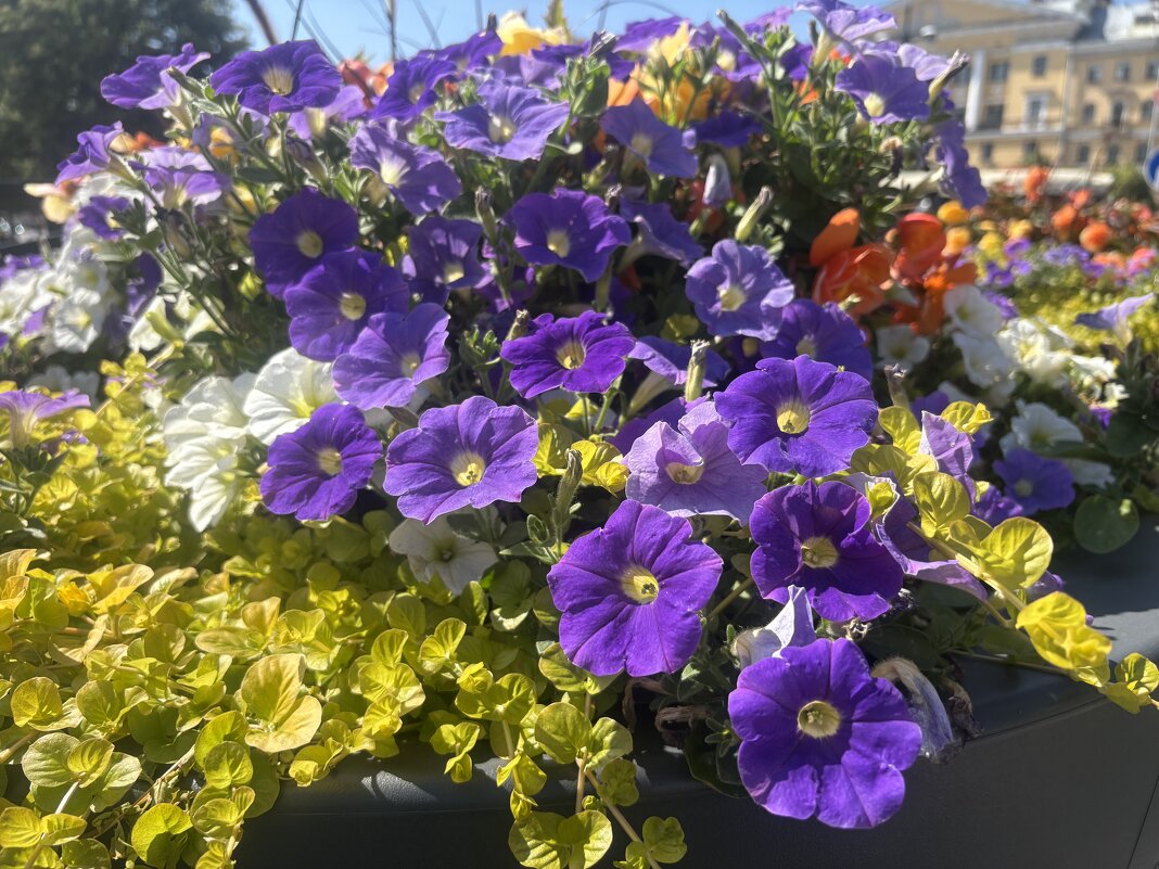 Городские цветы цветут... - Наталия Павлова Городские цветы цветут... - Наталия Павлова