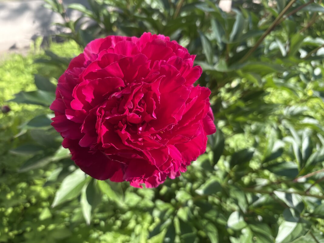 Расцвел в саду любимый мой пион… - Наталия Павлова