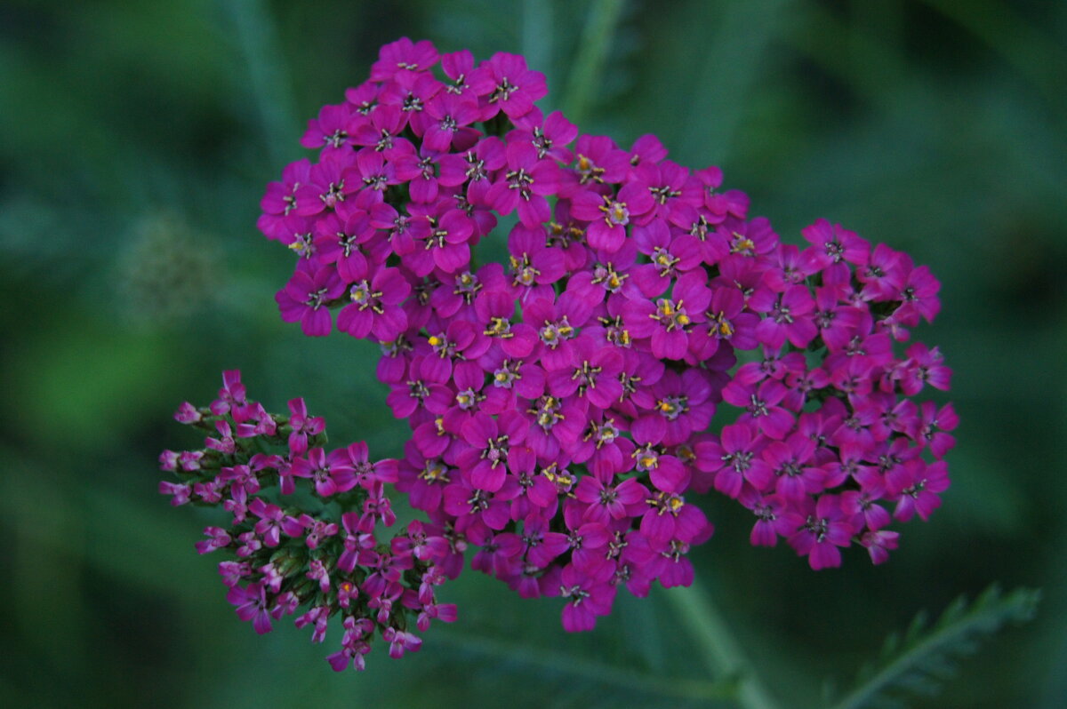 Тысячелистник - Глеб 