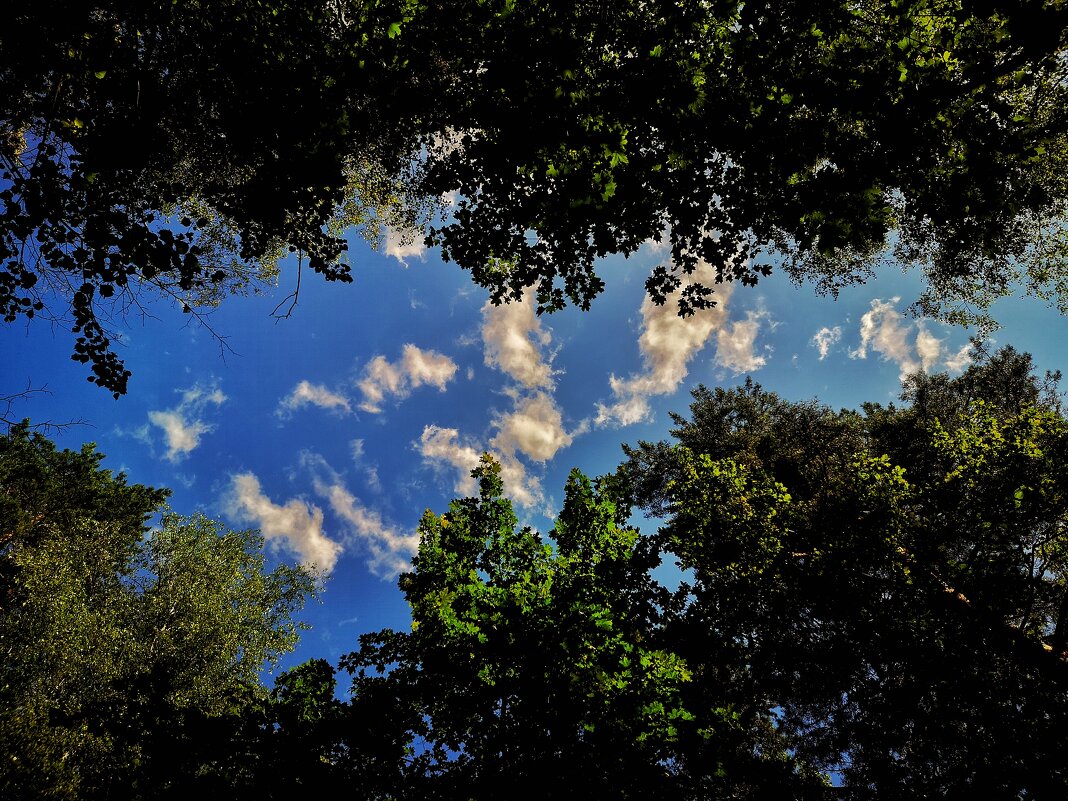 ***** - Алексей Архипов